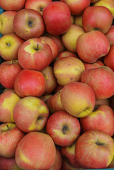Red apples in a drawer. Side view. Autumn season time