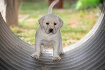 cute little labrador retriever dog puppy outdoors in nature 