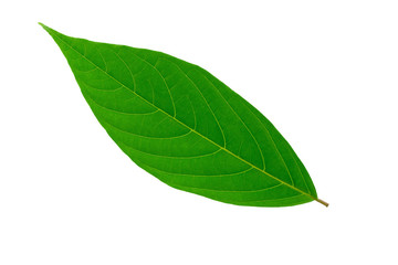 Fototapeta premium Green leaves isolated on a white background