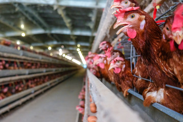 (Blur some of chickens) Multilevel production line conveyor production line of chicken eggs of a poultry farm, Layer Farm housing, Agriculture technological equipment factory. Limited depth of field.