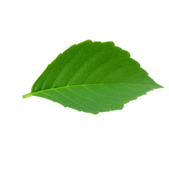 Green leaves isolated on a white background