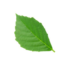 Obraz premium Green leaves isolated on a white background