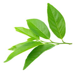 Green leaves isolated on a white background