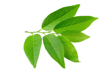 Green leaves isolated on a white background