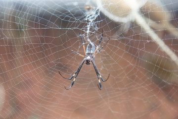 spider on web