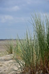 Nordsee Strand Düne Gras