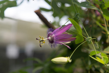 a pink flower closeup
