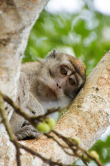 Scimmie nella giungla