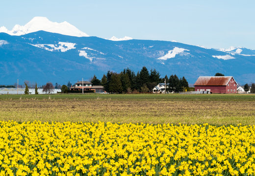Blooming daffodil fields in Skagit valley with Mount Baker at the bakground - Washington state, USA