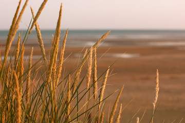 Looking though Marram Grass over a sandy beach towards the sea.  Only the grass is in focus and is...