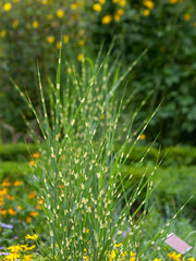 Miscanthus sinensis zebrinus. Eulalie au feuillage panaché ou Roseau de Chine au feuillage vert à bandes horizontales jaune.