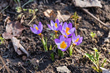 Purple crocus flowers in the garden on spring