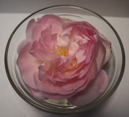 Rosenblüte in einer Schale