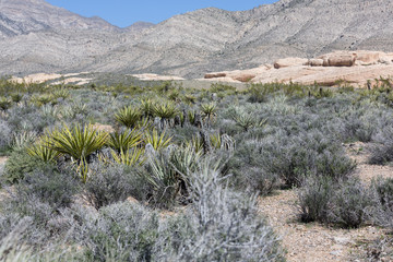 Red Canyon Park, Nevada