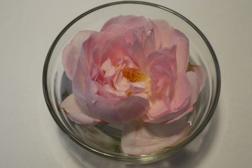 Pinke Rosenblüte in einer Wasserschale