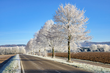 Rural road with frosty white trees,  Rhineland-Palatinate, Germany