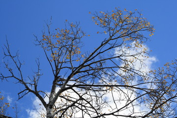 Fall Colors, autumn, trees, water, pond, gold, green, nature, woods, sky, blue