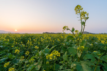 Rapsfeld bei Sonnenuntergang