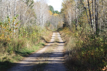 Fall Colors, autumn, trees, water, pond, gold, green, nature, woods, sky, blue