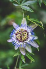 purple passion flower