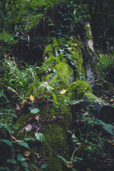 stream in the forest