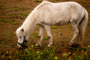 Fototapeta premium Horse on Farm
