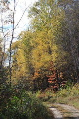 Fall Colors, autumn, trees, water, pond, gold, green, nature, woods, sky, blue