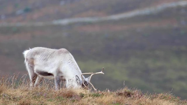 reindeer, rangifer tarandus, grazing on the slopes of the cairngorms NP during autumn.