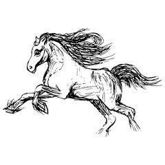 sketch of a horse in black lines. the horse runs