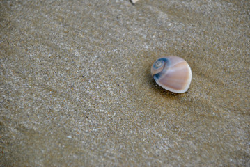 sea shells on the sand along the adriatic coast in Italy