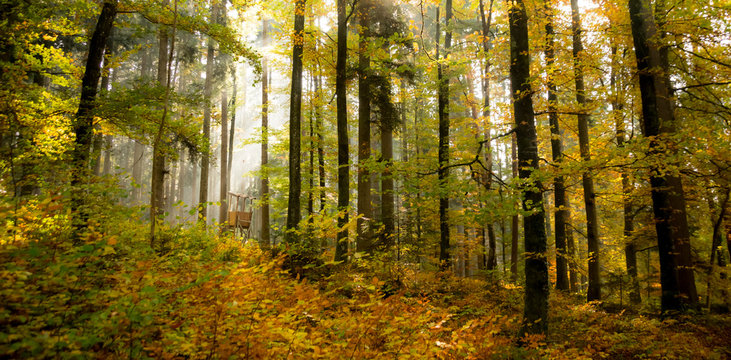 Wald und Jägerhaus