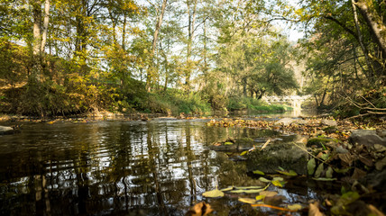 Trees and a River in Autumn on a sunny and cloudy day