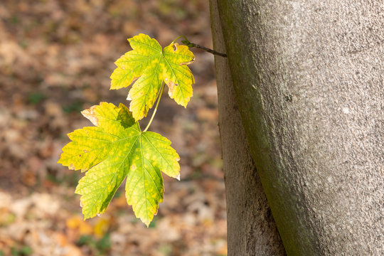 Two yellow leaves with green streaks and smooth bark of sycamore maple with blurred background.  Palmate leaves with 5 radiating lobes in autumn forest.