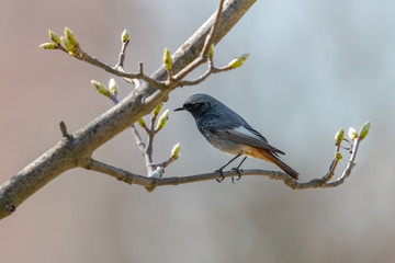 Black redstart, male, perching on twig with leaf buds. Blackstart or black redtail (Phoenicurus ochruros) is beautiful songbird with orange tail. Spring, Czech Republic.
