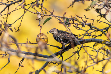 European starling eating ripe pear with bright yellow background. Common starling (Sturnus vulgaris) perching on branch of fruit tree. Autumn day, Czech Republic.