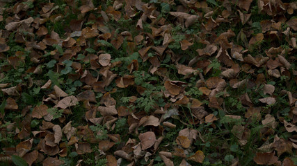 background of autumn leaves - obrazy, fototapety, plakaty