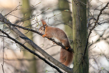 Eurasian red squirrel licking tree juice from branch with leaf buds. Cute squirrel (Sciurus vulgaris) with red ear-tufts, white belly and fluffy tail in spring forest.