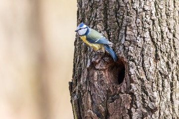 Eurasian blue tit perching on tree trunk over the hollow entrance. Little yellow passerine bird with blue crown (Cyanistes caeruleus) sitting next to nesting hole.