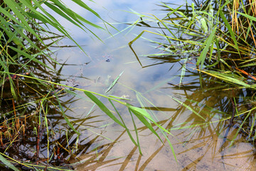 Bulrush, or cattail (Typha) on the shore of the pond