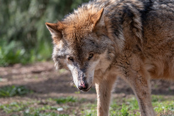 Naklejka na ściany i meble Portrait of aged gray wolf with pink spots on the nose. Furry predator timber or western wolf (Canis lupus) on green blurred background.
