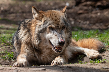 Old gray wolf with open mouth lying on the ground. Beautiful aged predator timber or western wolf (Canis lupus) with pink spots on the nose.