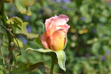 rose