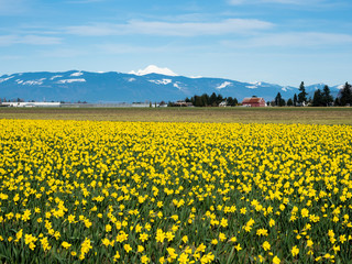 Blooming daffodil fields in Skagit valley with Mount Baker at the bakground - Washington state, USA © amenohi