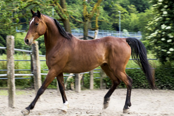 cavallo purosangue arabo baio