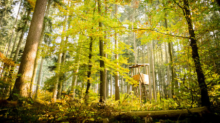 Jagdhütte im Wald