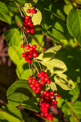 Red schisandra berries and leaves in nature