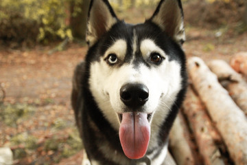 Siberian Husky in the Autumn Forest. Yellow feathered leaves. Black and white dog
