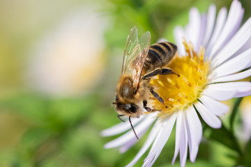 Biene auf Blüte, Nahaufnahme