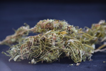 Reife Blüte von Hanf  vor dunklem Hintergrund