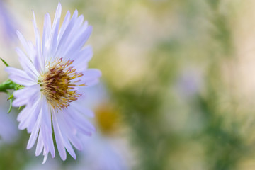 Herbsaster © Oliver Gerigk